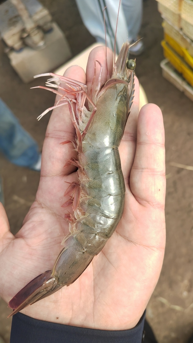 南美白对虾大虾对虾罗氏沼虾全国发货一手货源