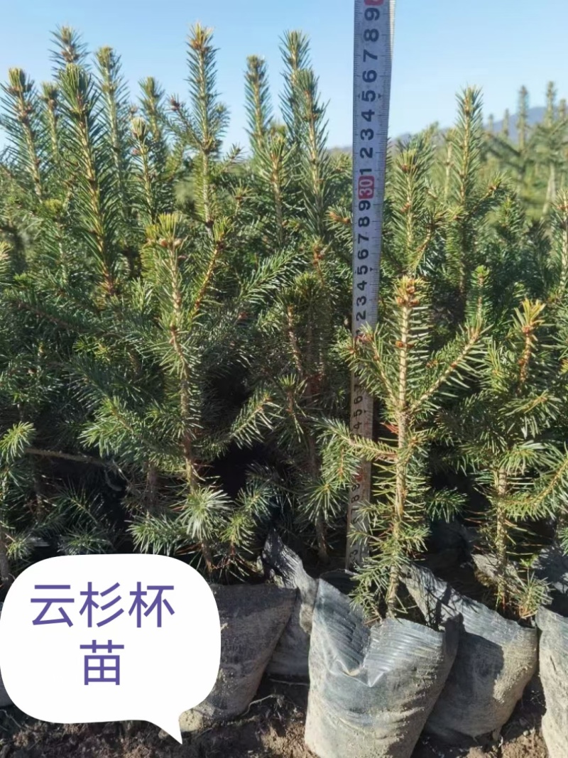 东北云杉杯苗18杯21杯杯1213，1316杯高。