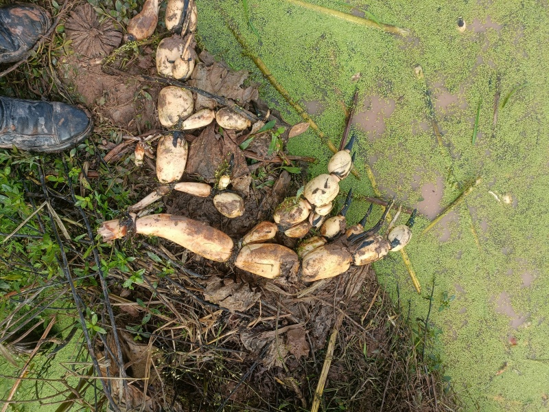 川渝地区可以预订藕种了！纯老6号！