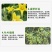 郑氏化工98%复硝酚钠原粉植物生长调节剂保花保果农药正品