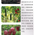 郑氏化工98%复硝酚钠原粉植物生长调节剂保花保果农药正品