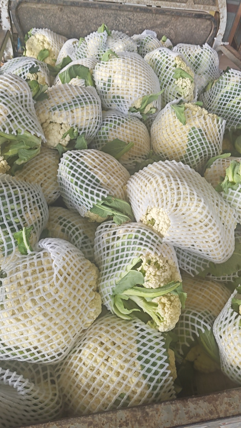 精品花菜，通许产地发货，整车走货，随要随发，白面青底净菜