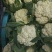 精品花菜，通许产地发货，整车走货，随要随发，白面青底净菜