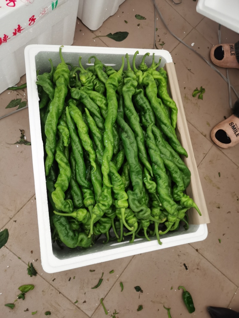 螺丝椒，又叫龙椒，寿光大量现货，欢迎各位老板来电洽谈咨询！