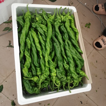 螺丝椒，又叫龙椒，寿光大量现货，欢迎各位老板来电洽谈咨询！