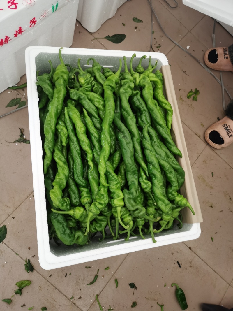 螺丝椒，又叫龙椒，寿光大量现货，欢迎各位老板来电洽谈咨询！