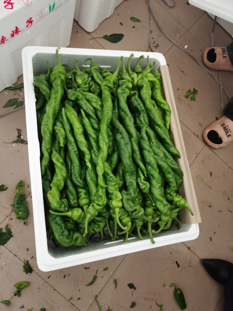 螺丝椒，又叫龙椒，寿光大量现货，欢迎各位老板来电洽谈咨询！