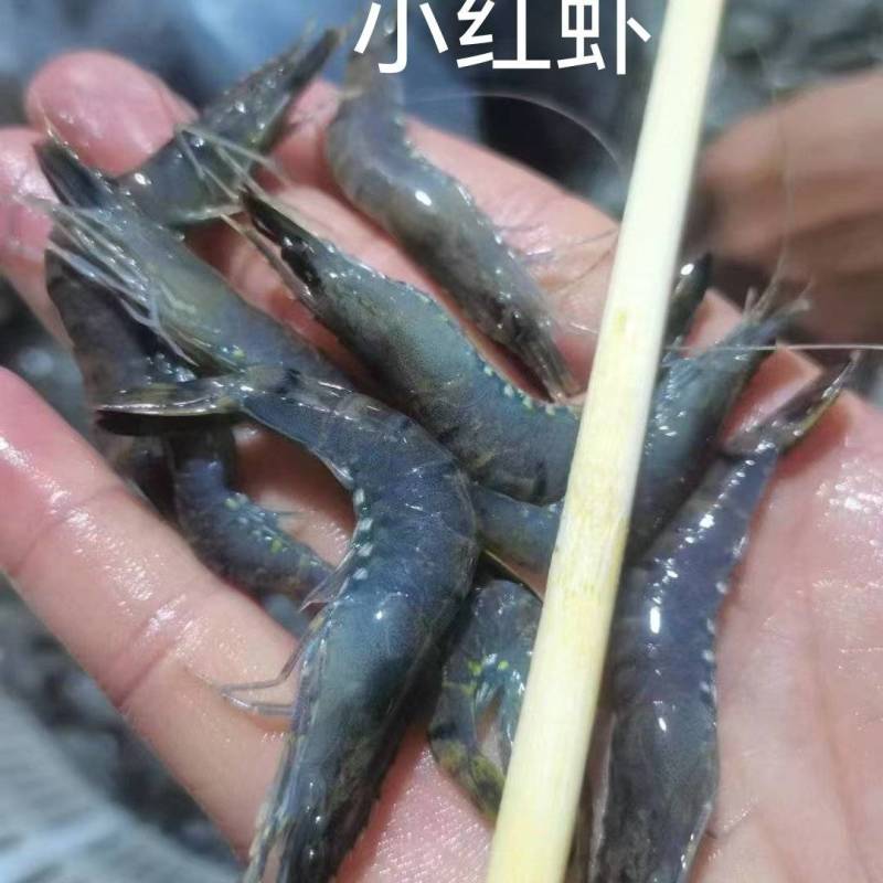 小红虾