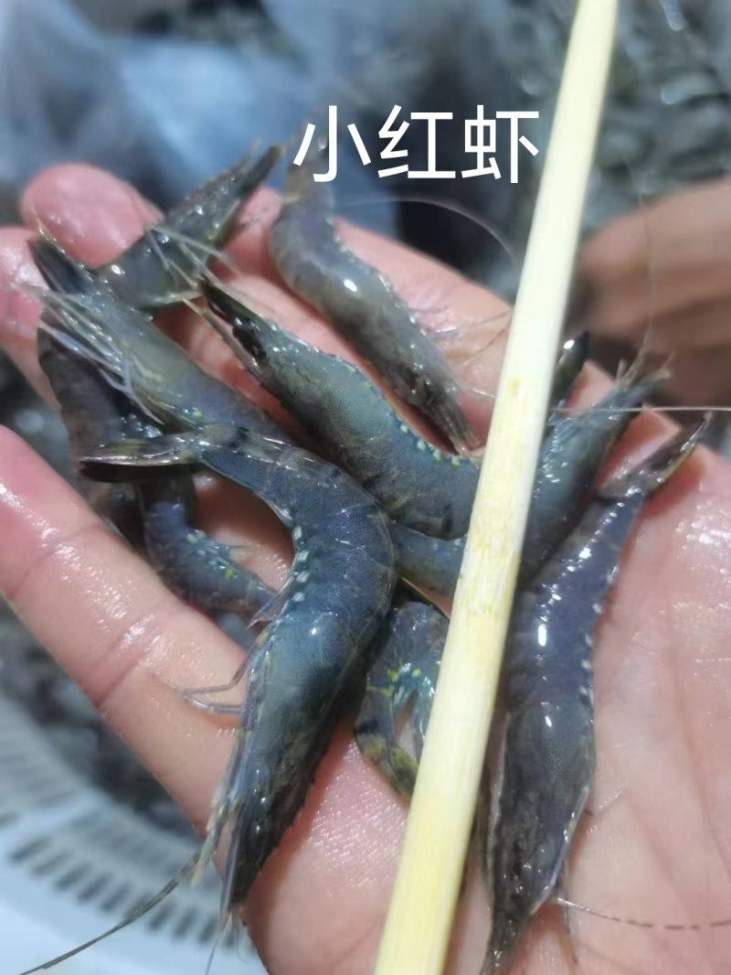 小红虾