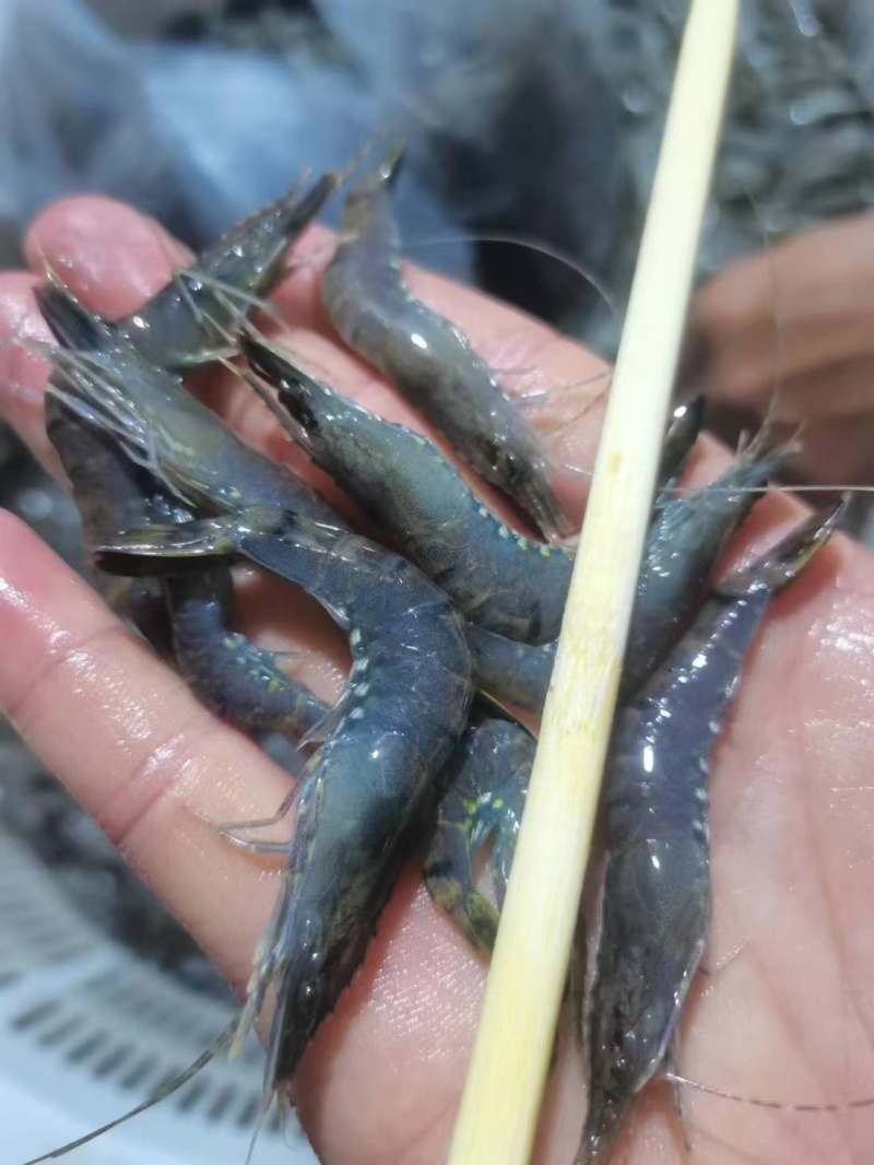 小红虾