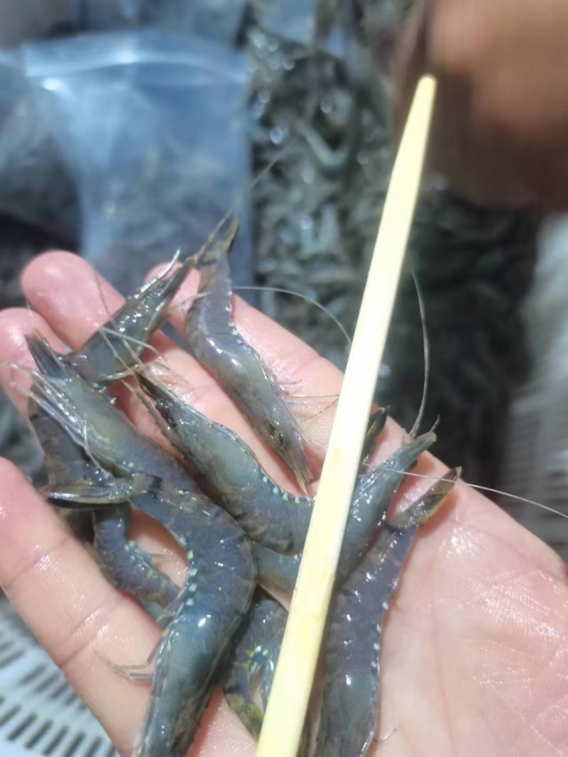 小红虾