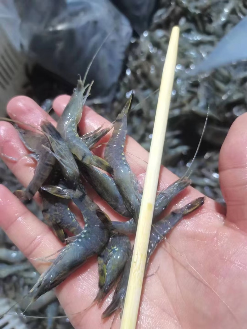 小红虾