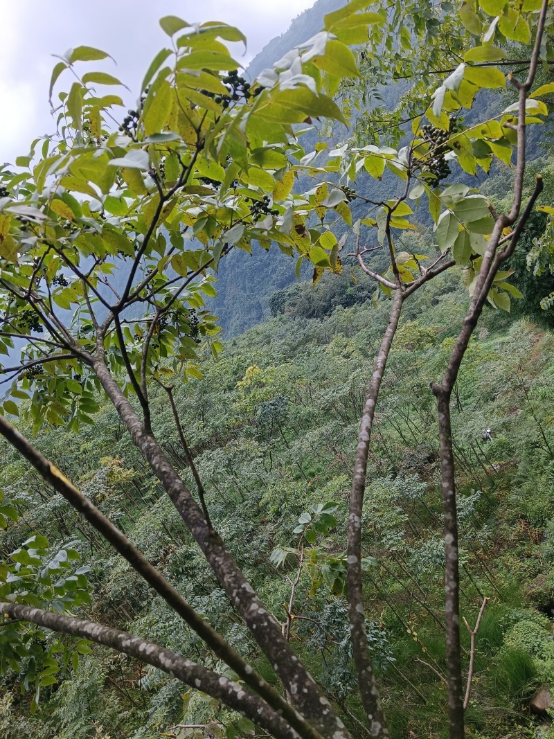 黄柏果红茎优质良种黄柏种子川黄柏鲜果净籽