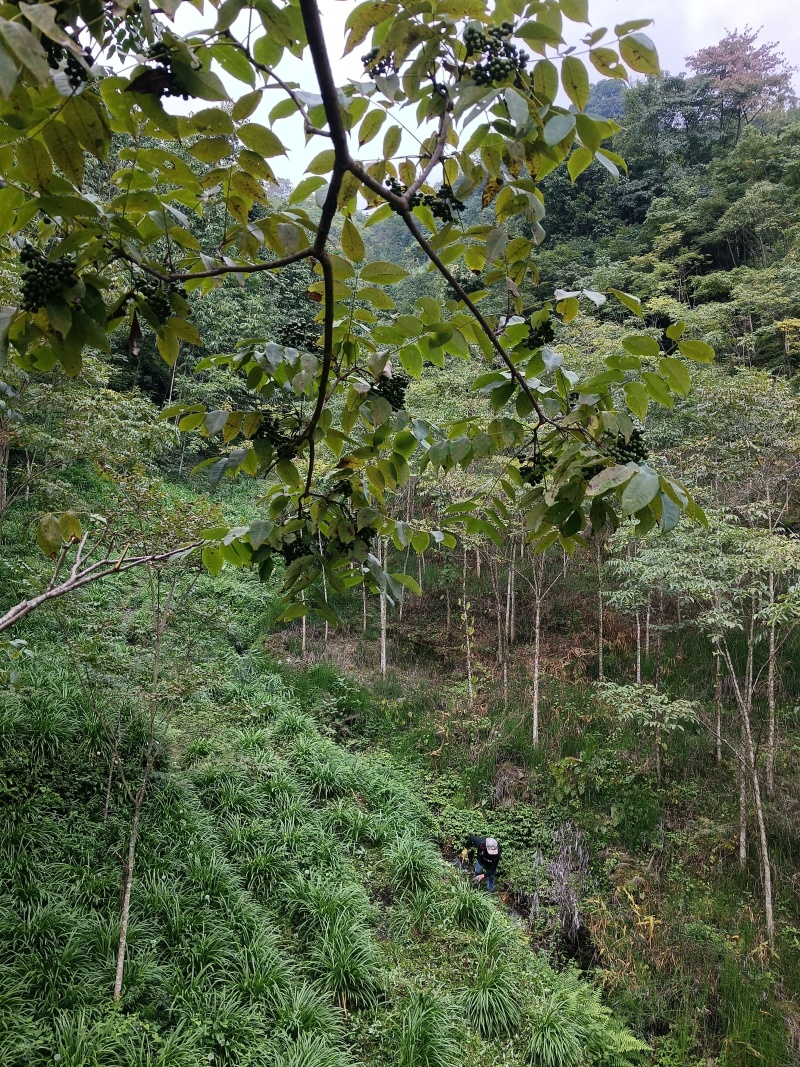 黄柏果红茎优质良种黄柏种子川黄柏鲜果净籽