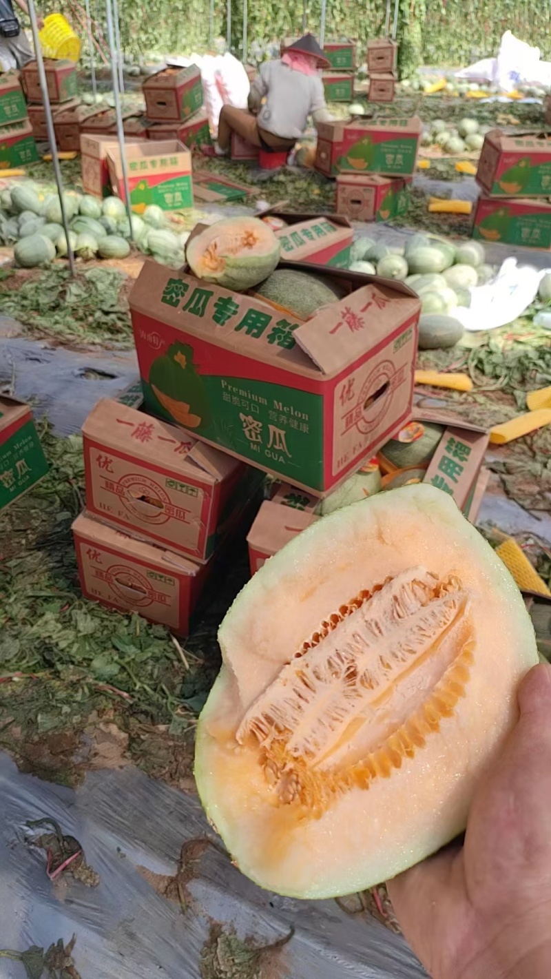 海南晓蜜25，二瓜，产地直供，对接个大市场，电商。