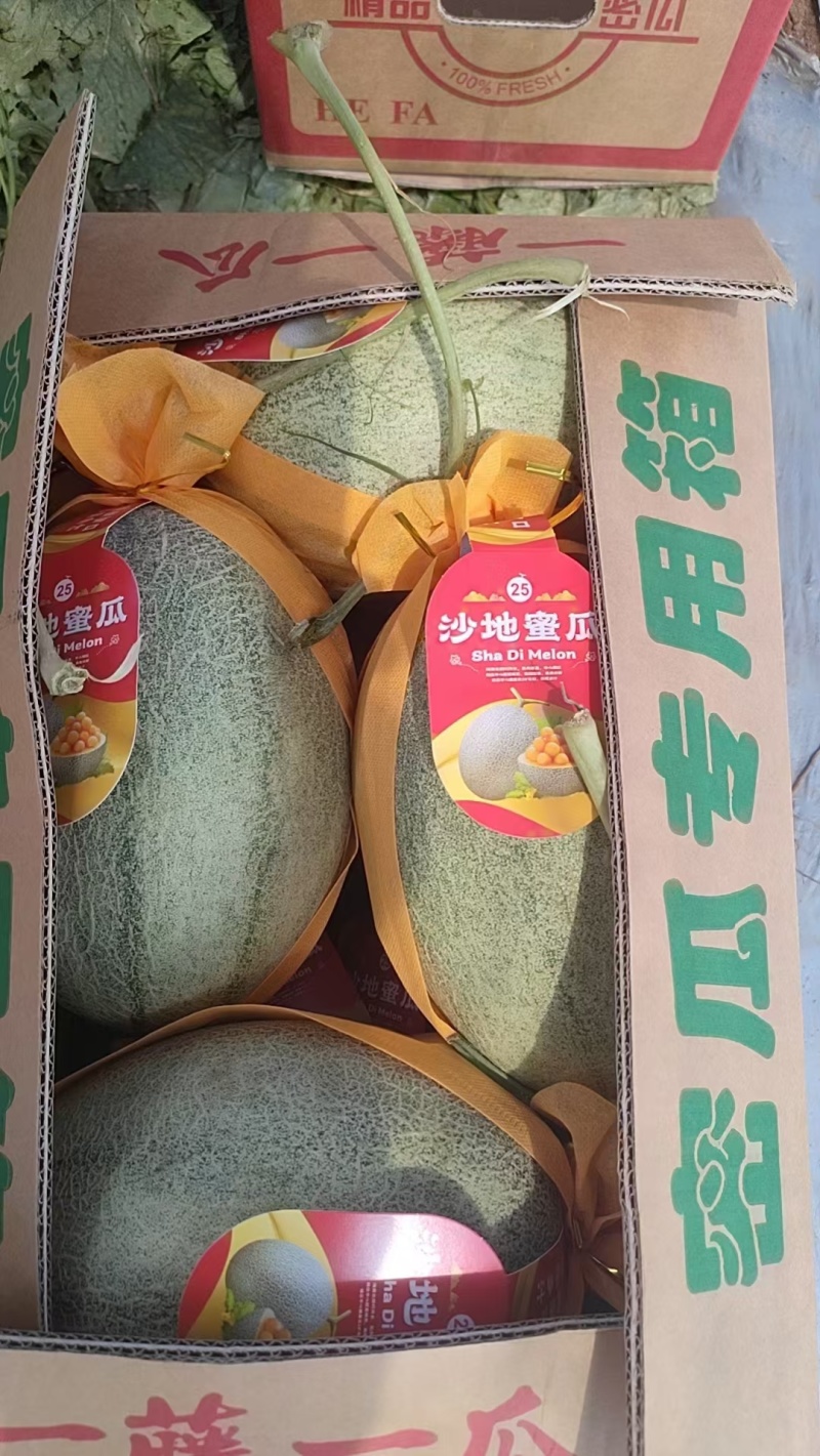 海南晓蜜25，二瓜，产地直供，对接个大市场，电商。