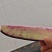 玉田县大安镇紫皮冰淇淋罗卜