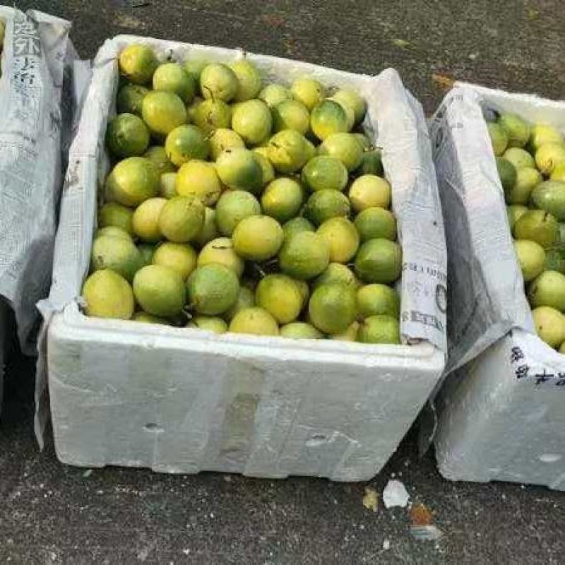 钦蜜九号黄金百香果