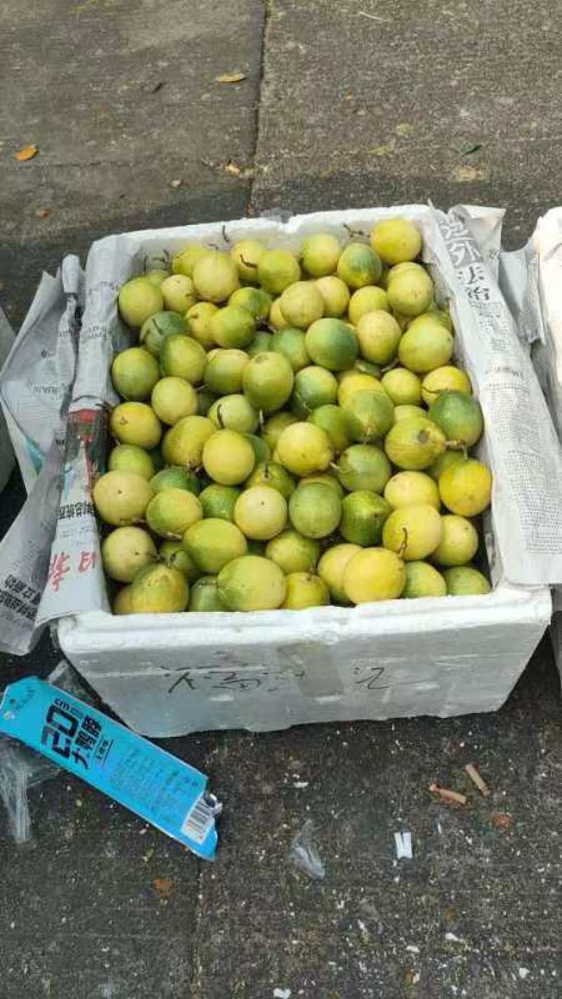 钦蜜九号黄金百香果