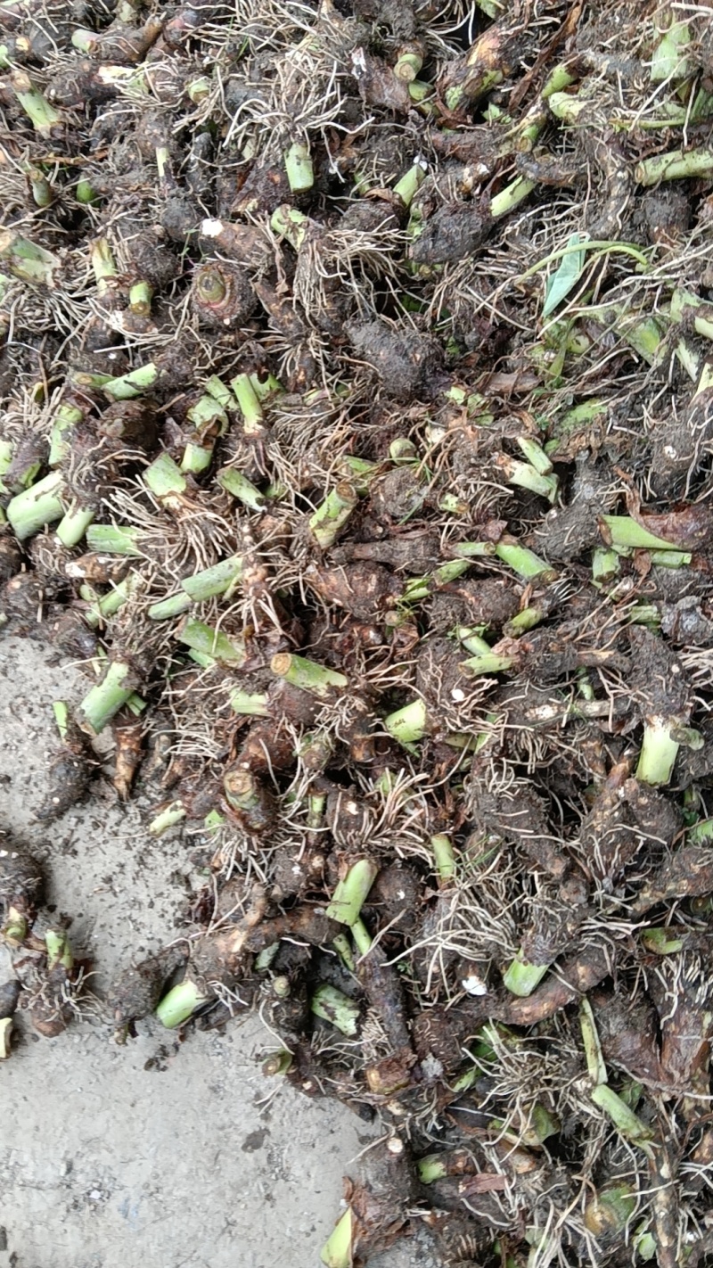 槟榔芋种