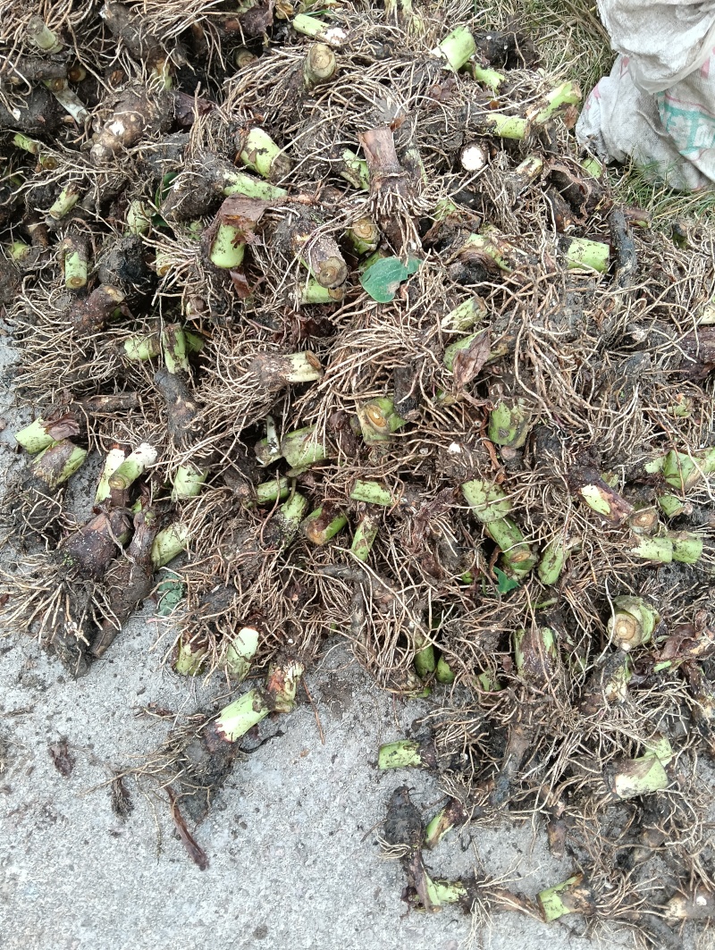 槟榔芋种