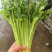 【毛芹】山东青菜毛芹清水洗菜净菜毛菜半毛菜打捆上车自家大