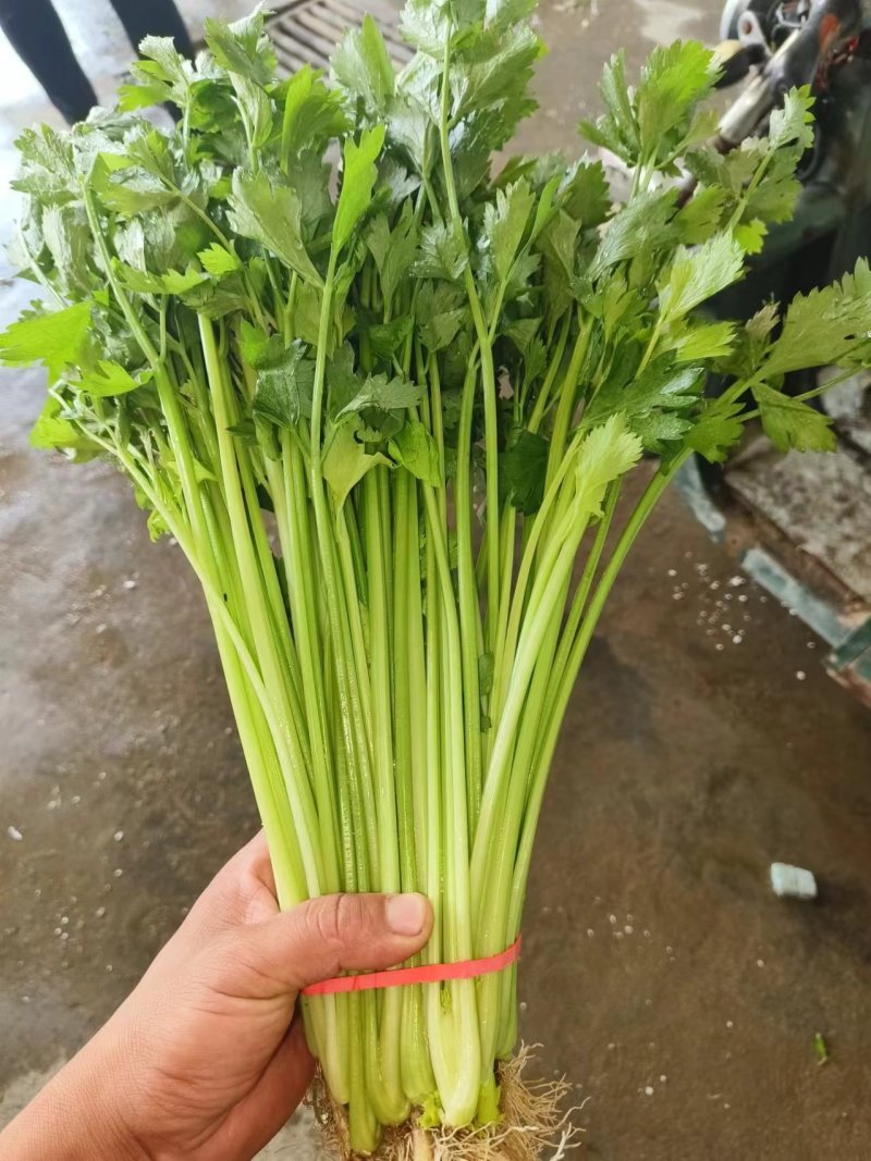 【毛芹】山东青菜毛芹清水洗菜净菜毛菜半毛菜打捆上车自家大