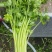 【毛芹】山东青菜毛芹清水洗菜净菜毛菜半毛菜打捆上车自家大
