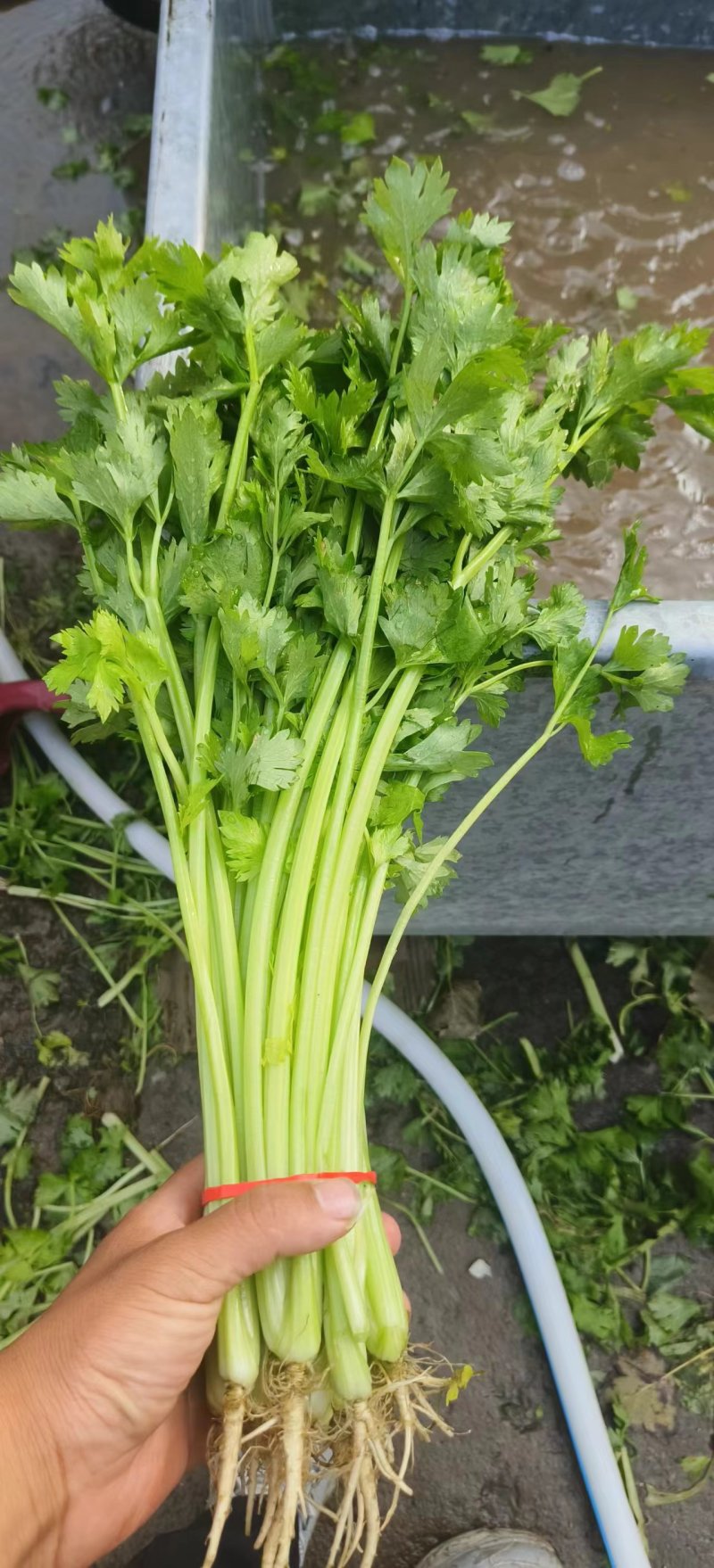 【毛芹】山东青菜毛芹清水洗菜净菜毛菜半毛菜打捆上车自家大