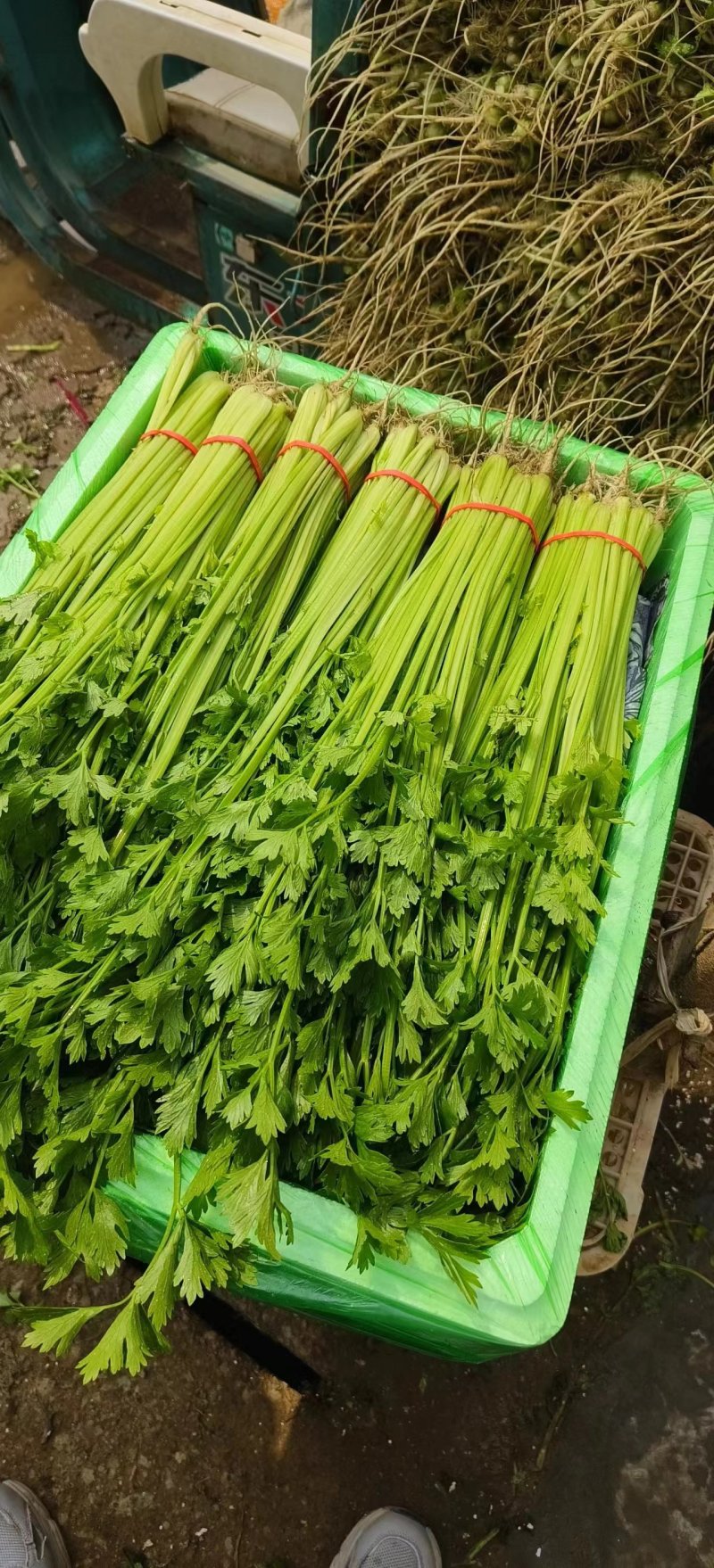 【毛芹】山东青菜毛芹清水洗菜净菜毛菜半毛菜打捆上车自家大
