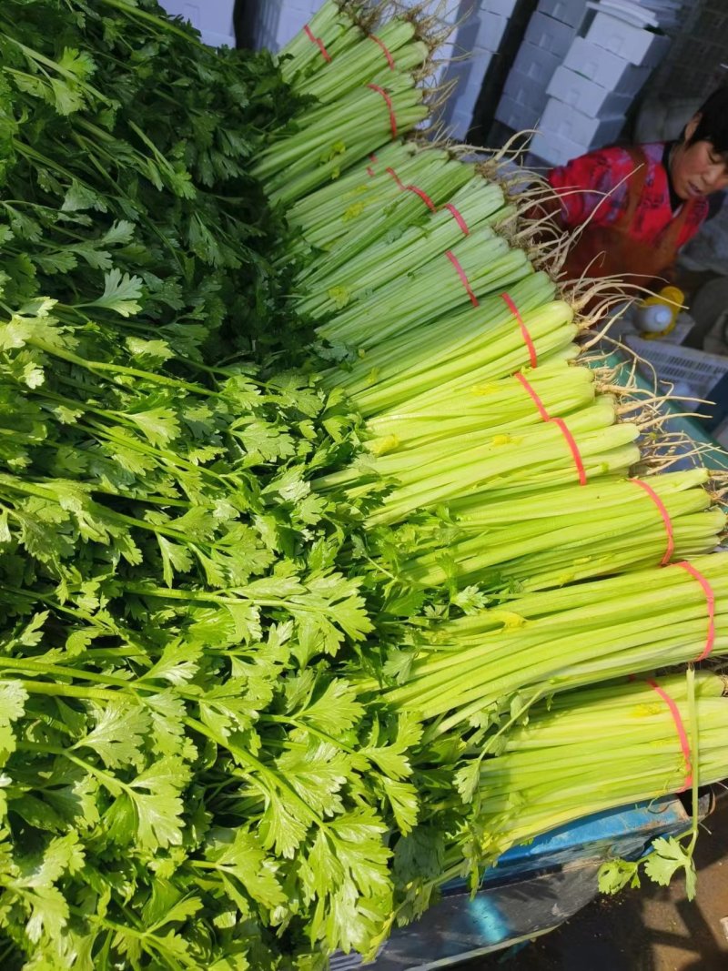 【毛芹】山东青菜毛芹清水洗菜净菜毛菜半毛菜打捆上车自家大