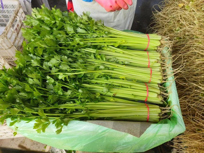 【毛芹】山东青菜毛芹清水洗菜净菜毛菜半毛菜打捆上车自家大