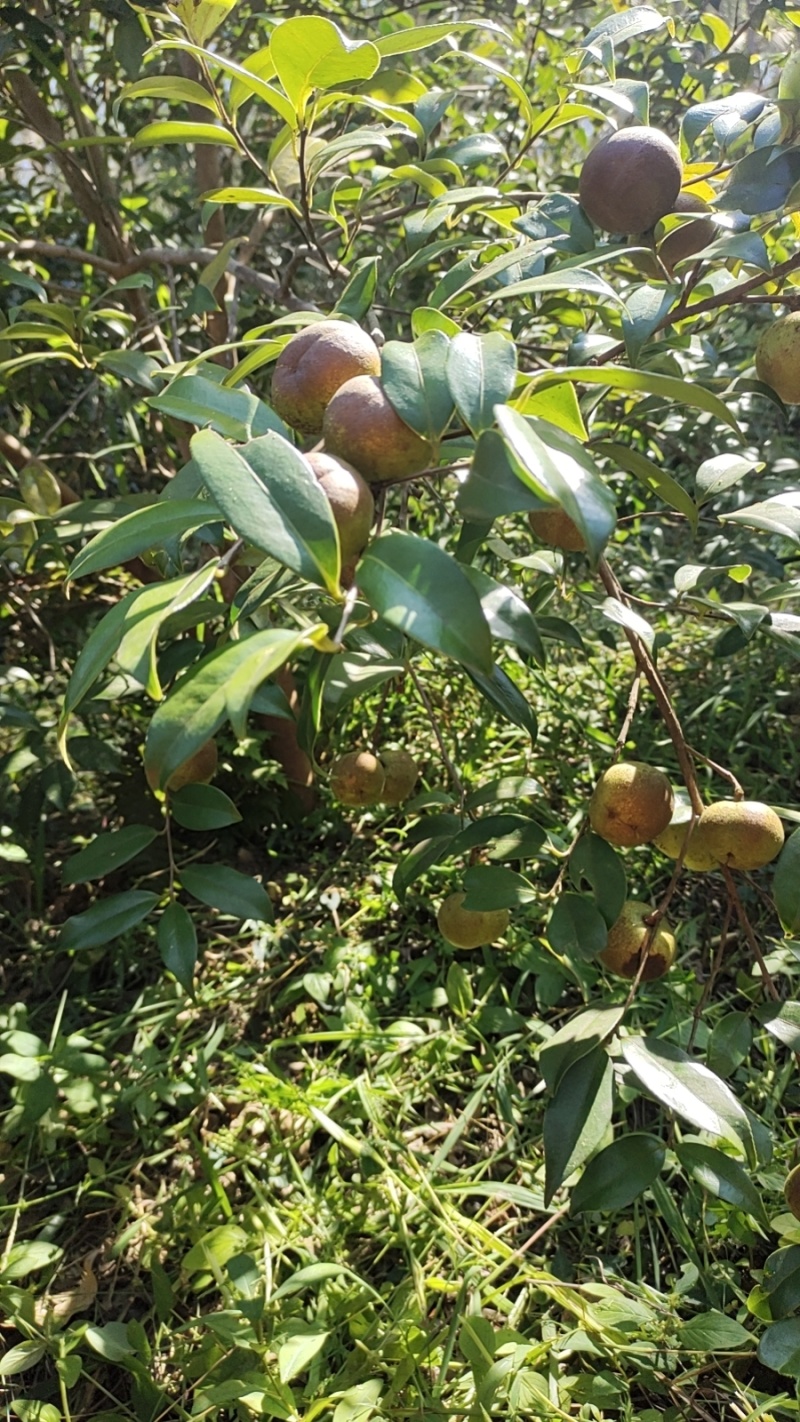 山茶籽果