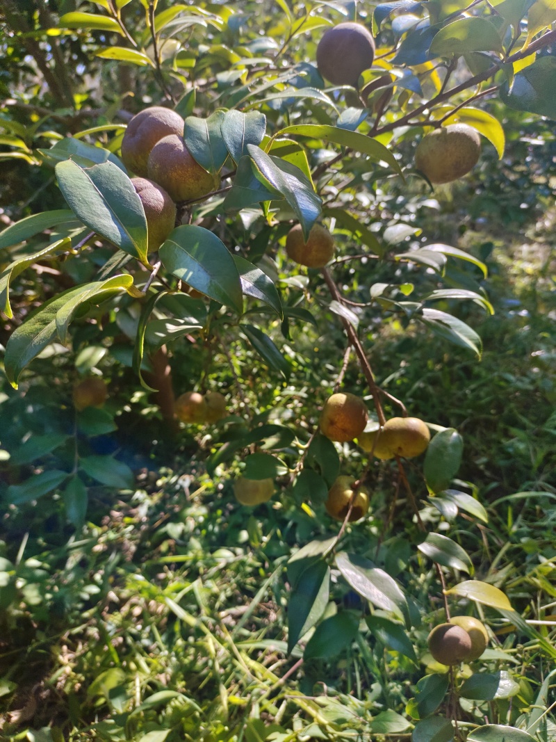 山茶籽果
