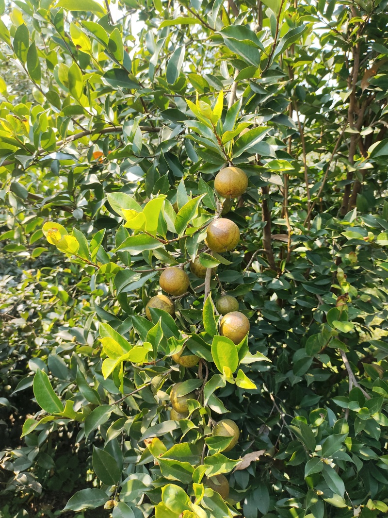 山茶籽果