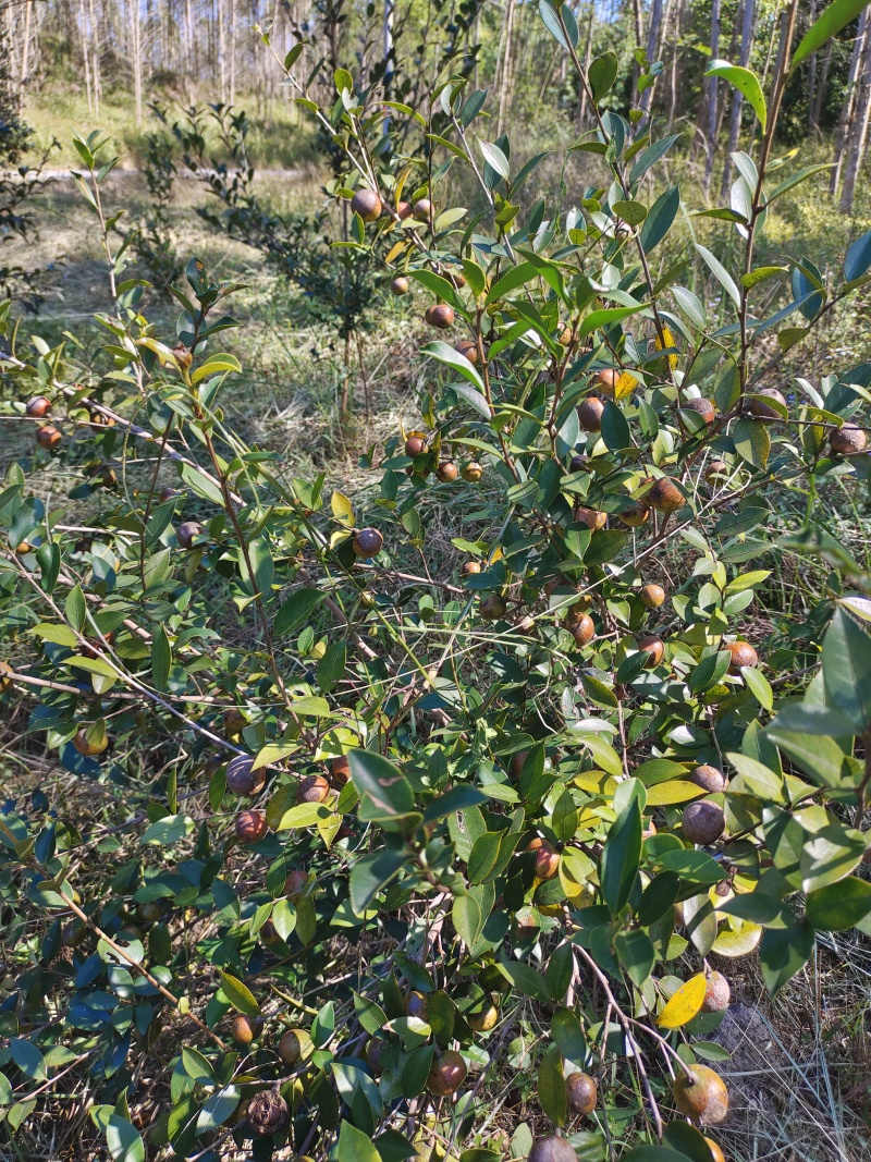 山茶籽果