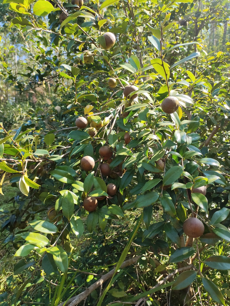 山茶籽果