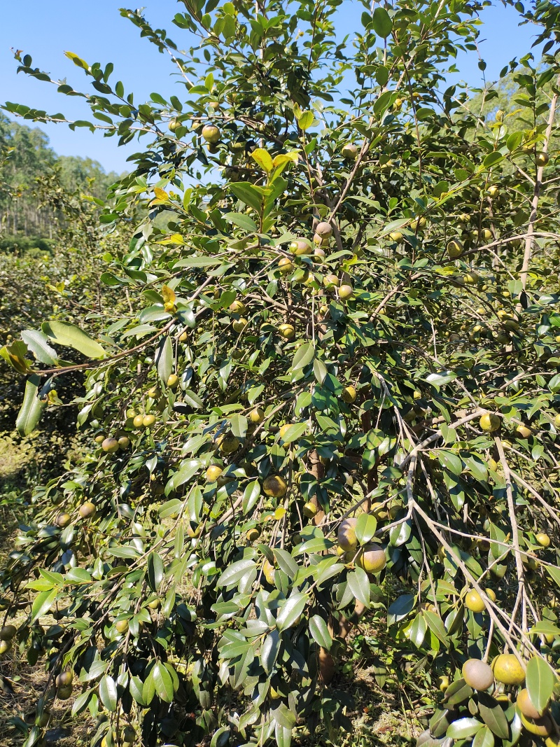 山茶籽果