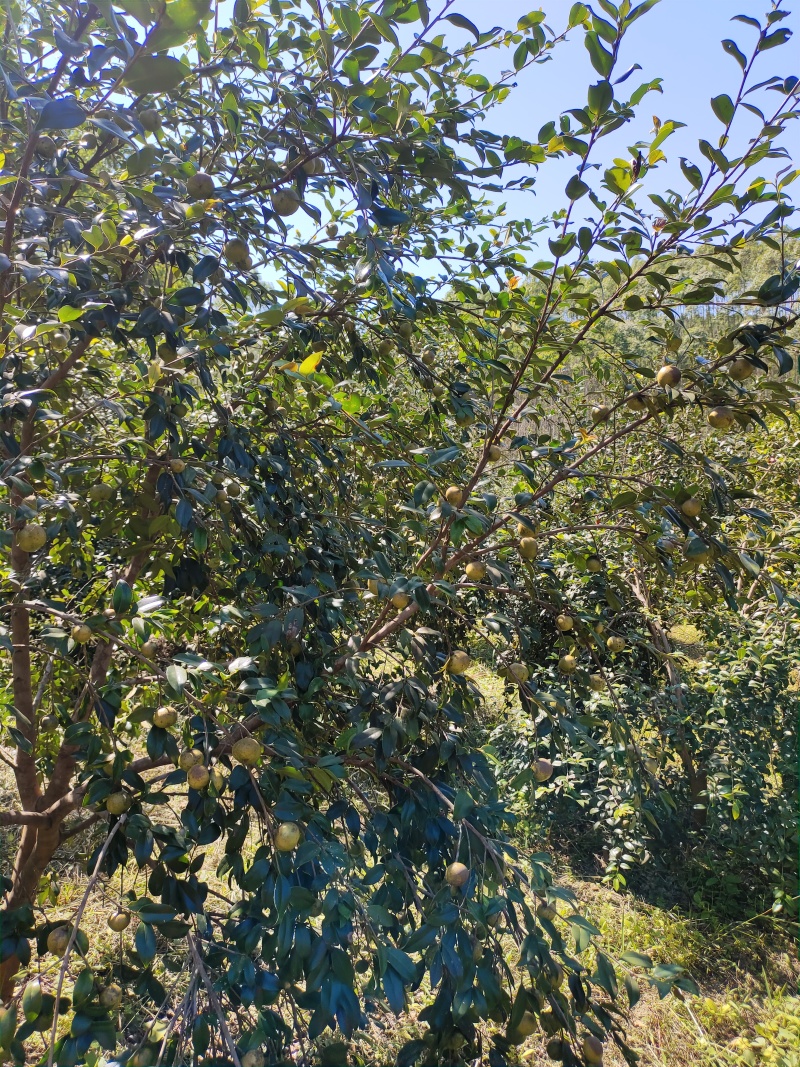 山茶籽果