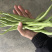 四川，精品，豆角王，无丝豆，每天供货2～6万斤