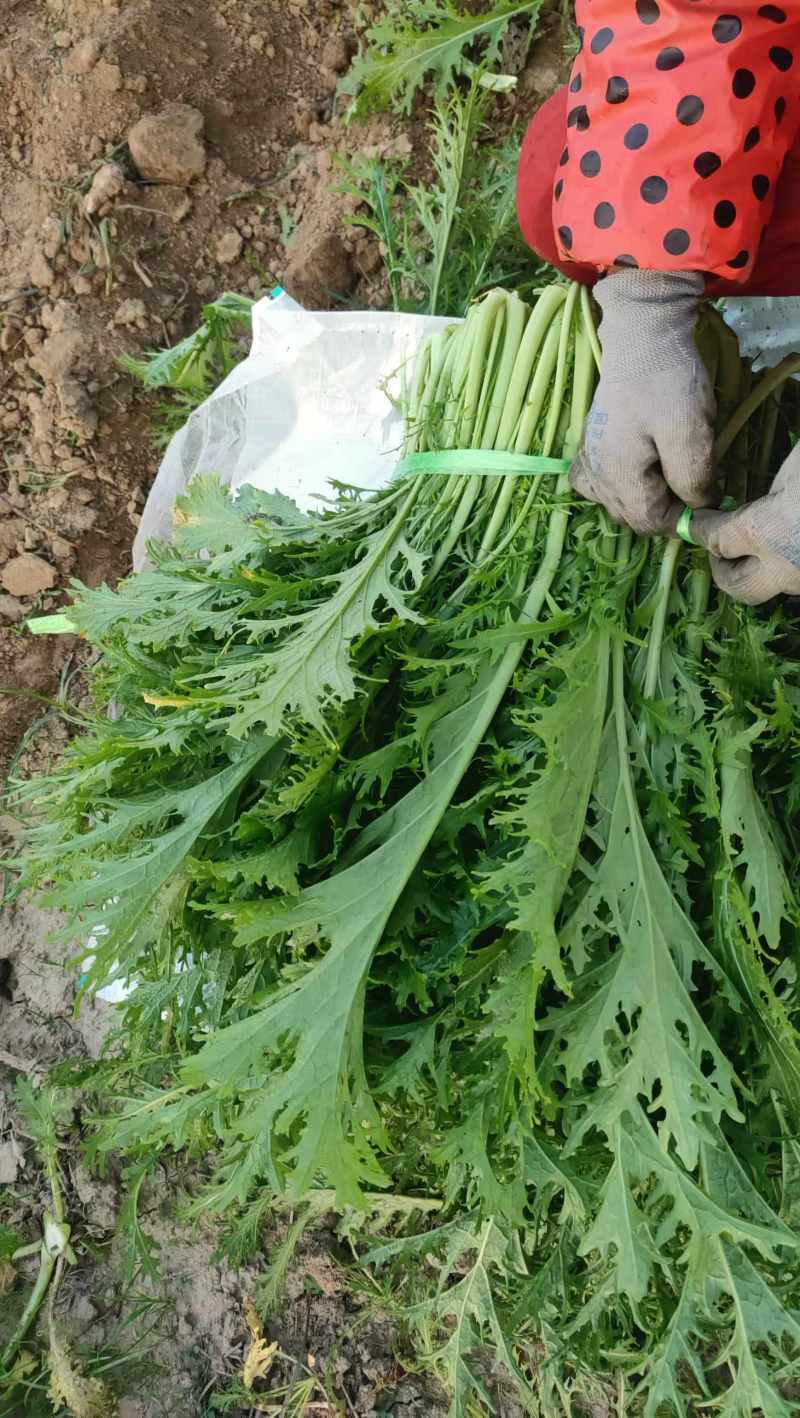 雪里红大量有货品质精选价格优惠，具体电话联系