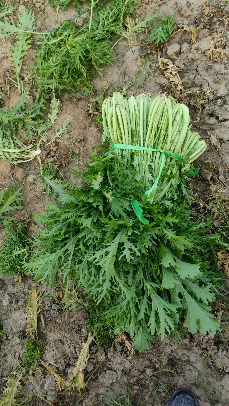 雪里红大量有货品质精选价格优惠，具体电话联系