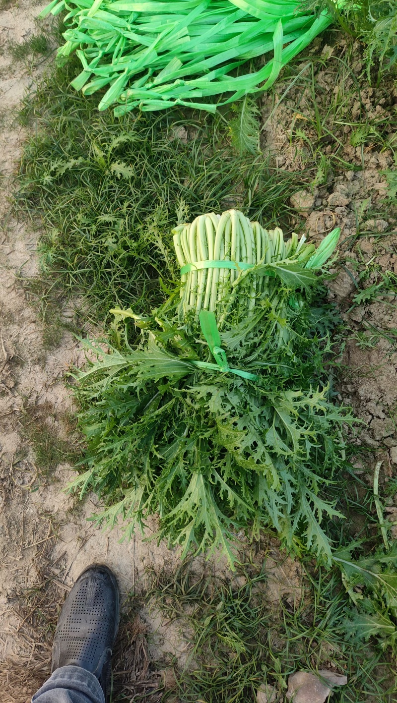 雪里红大量有货品质精选价格优惠，具体电话联系