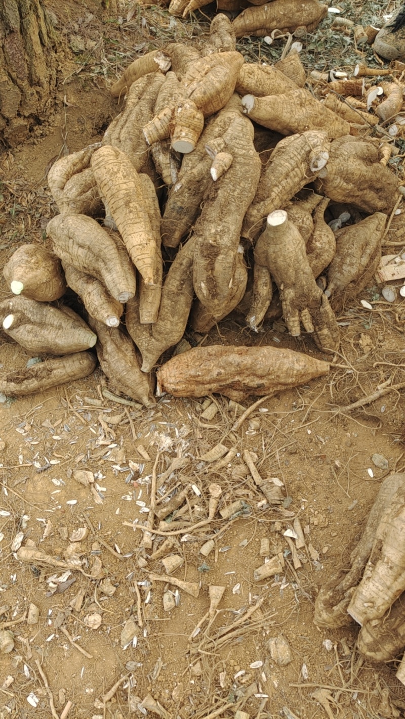 桂林黄泥葛根粉葛鲜货大量现货供应现挖现发