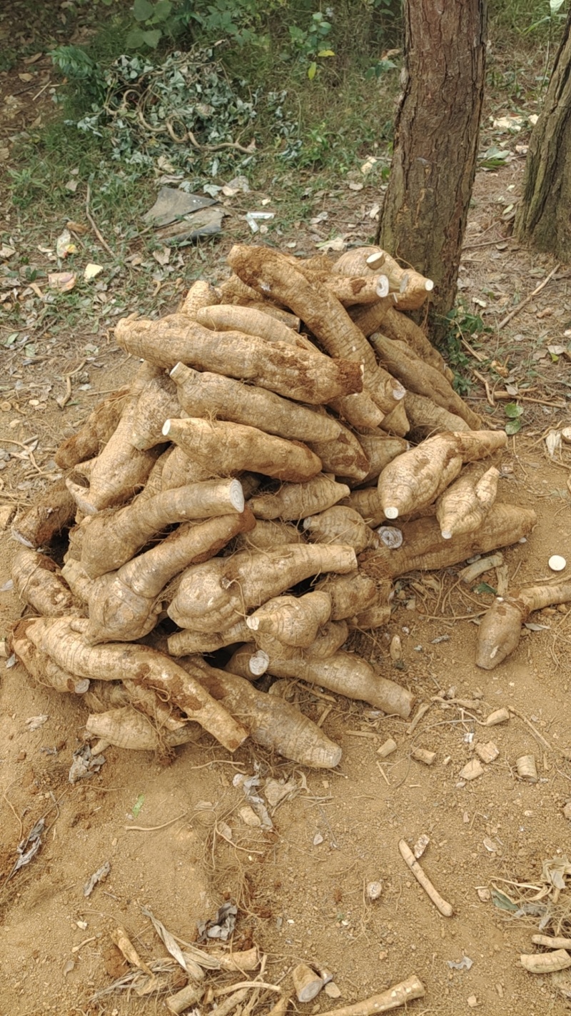 桂林黄泥葛根粉葛鲜货大量现货供应现挖现发
