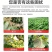 【厂家直供】叶面肥：亚磷酸钾防病抑菌，膨果着色。