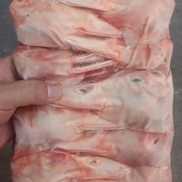8A鸭头