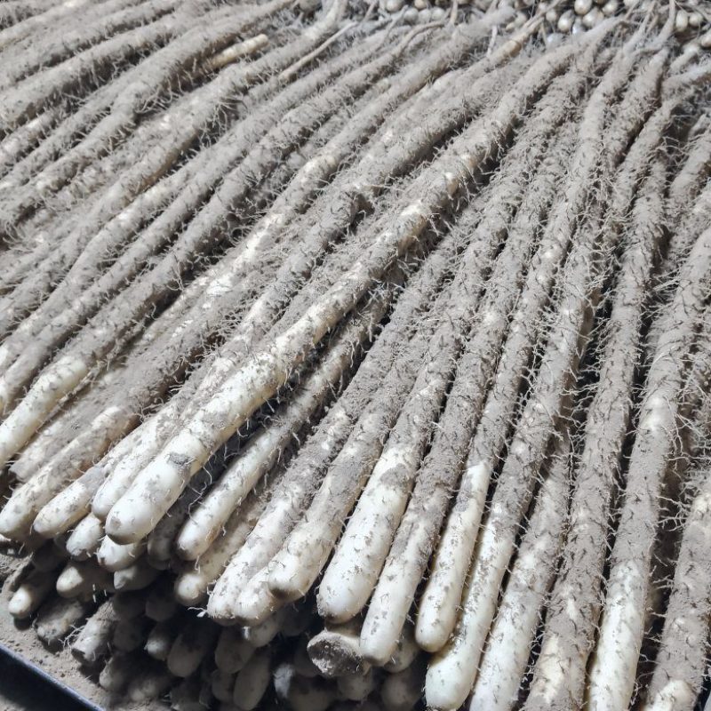 双棒小白嘴麻山药