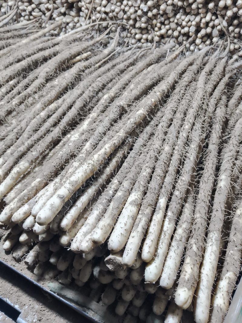 双棒小白嘴麻山药