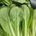 【奶白菜】聊城奶白菜产地供货无黄叶我虫眼烧边病虫害冷库打冷